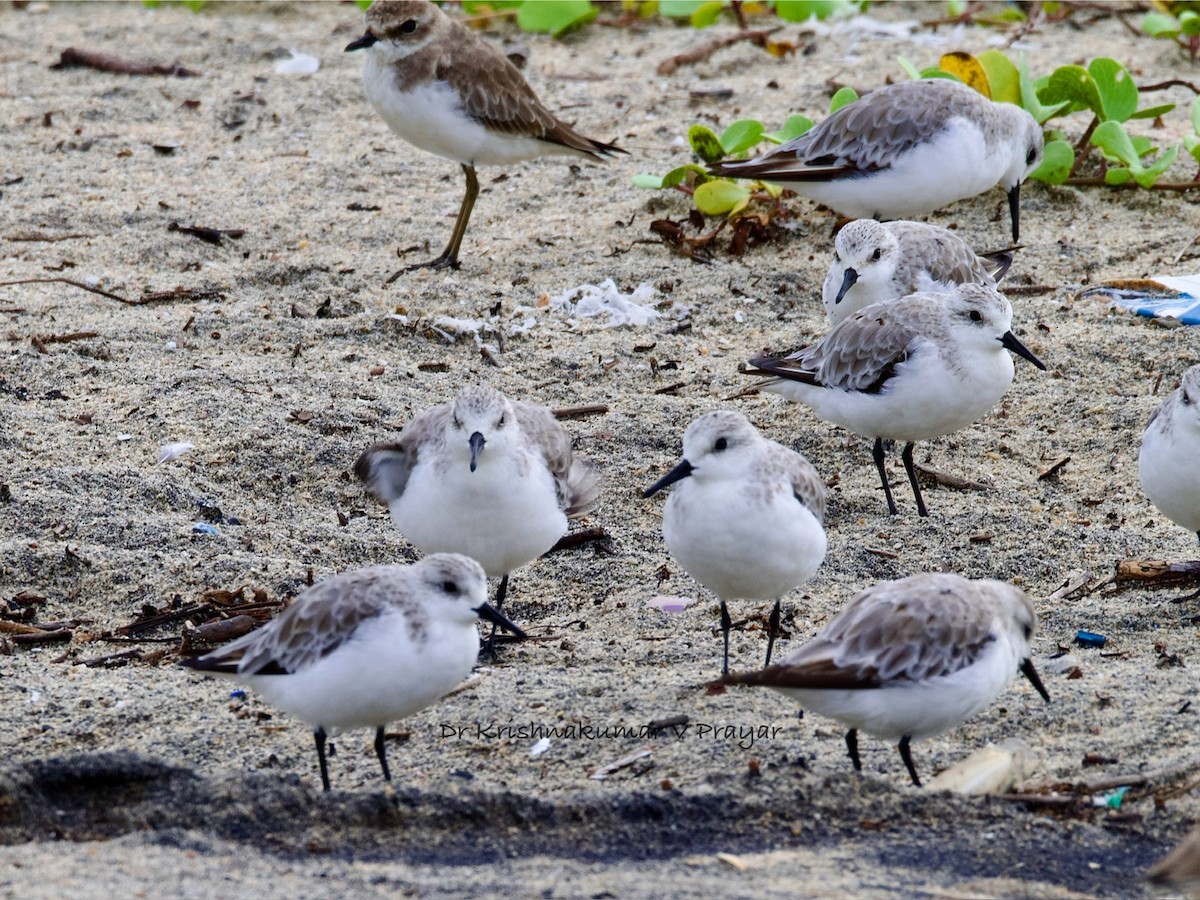 jespák písečný - ML643088982