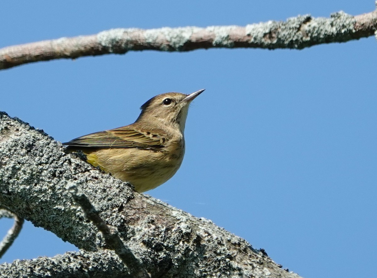 Palm Warbler - ML643088983