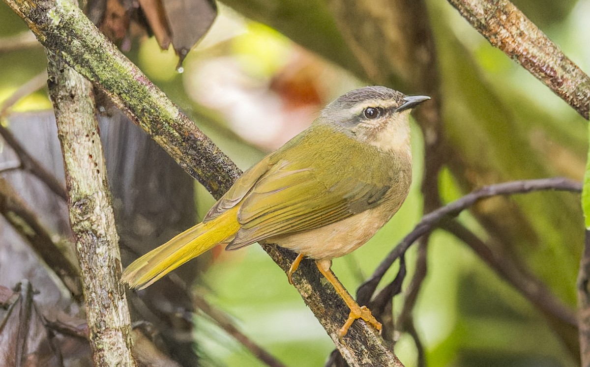 Riverbank Warbler - ML643088984