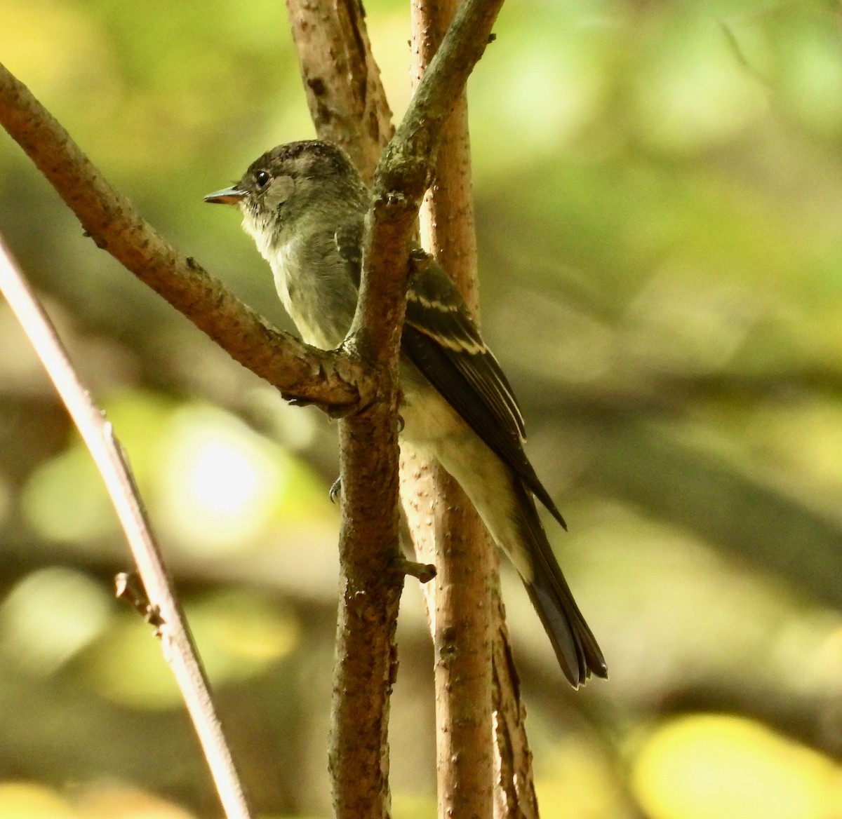 Eastern Wood-Pewee - ML643088991
