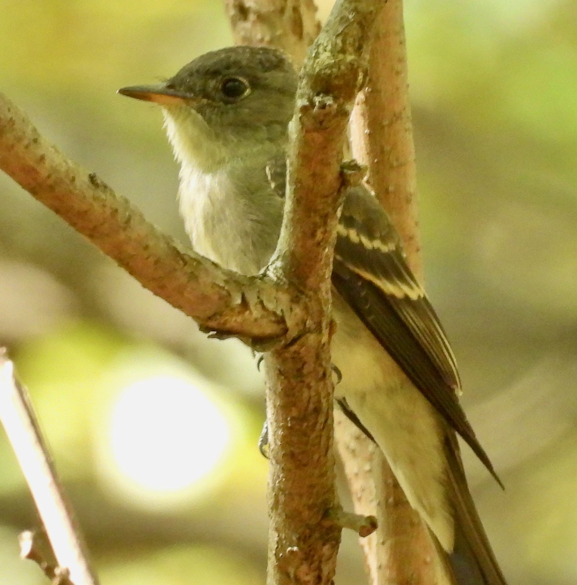 Eastern Wood-Pewee - ML643088992