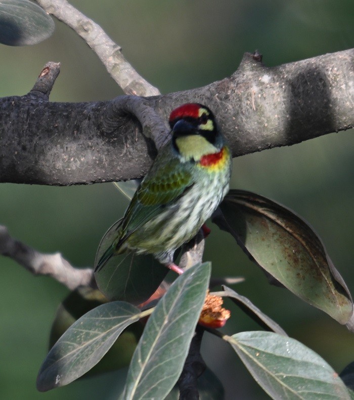 Coppersmith Barbet - ML643089001