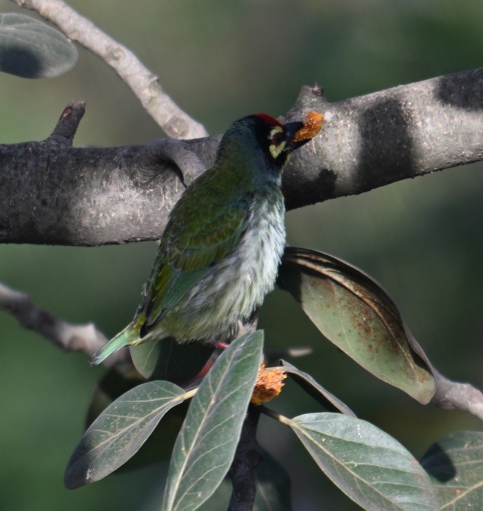 Coppersmith Barbet - ML643089002
