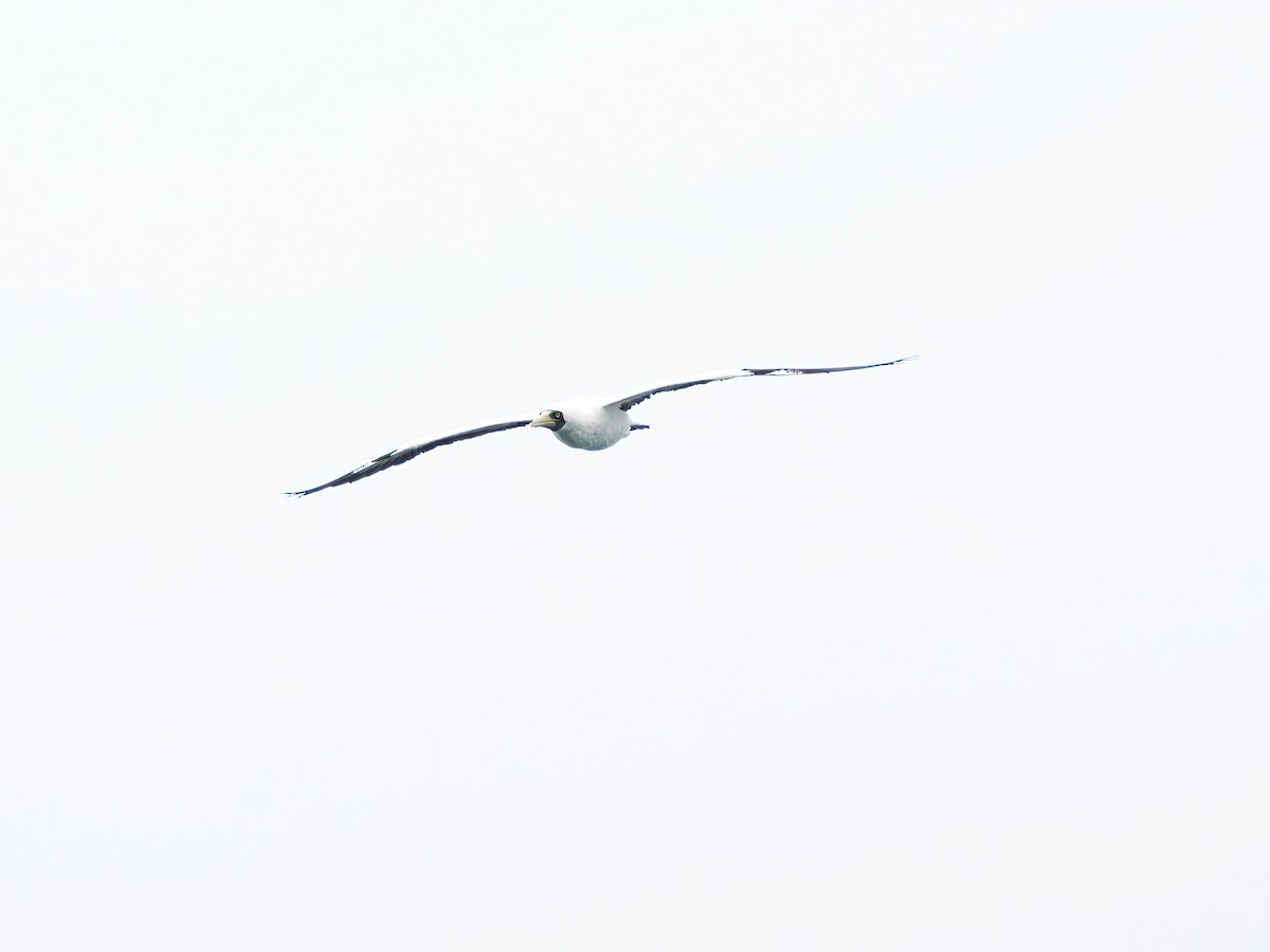 Masked Booby - ML643089005