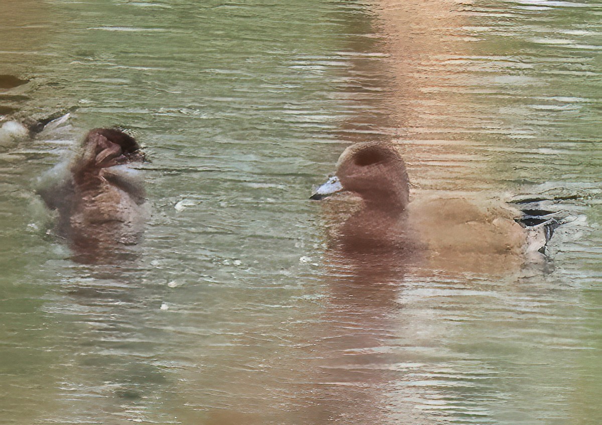 Pied-billed Grebe - ML643089016
