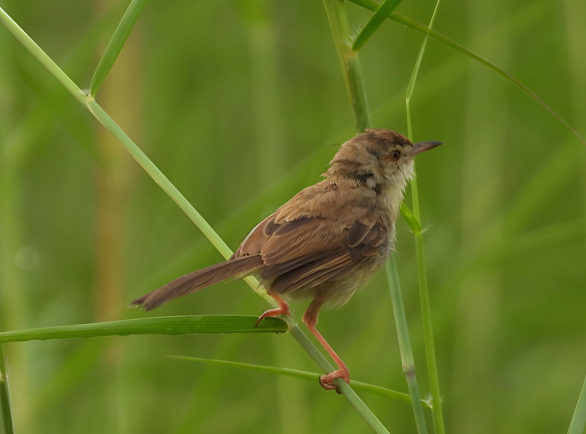 Plain Prinia - ML643089035