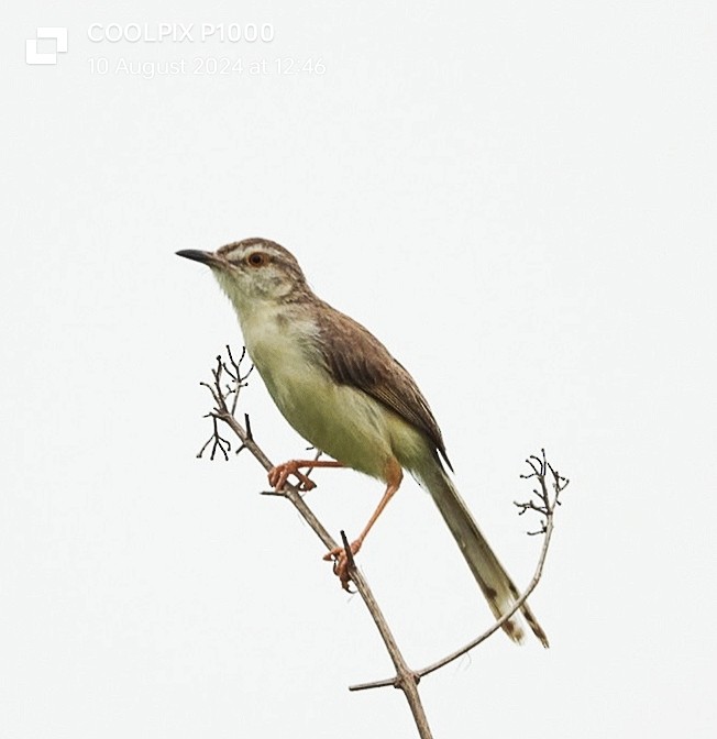 Plain Prinia - ML643089036