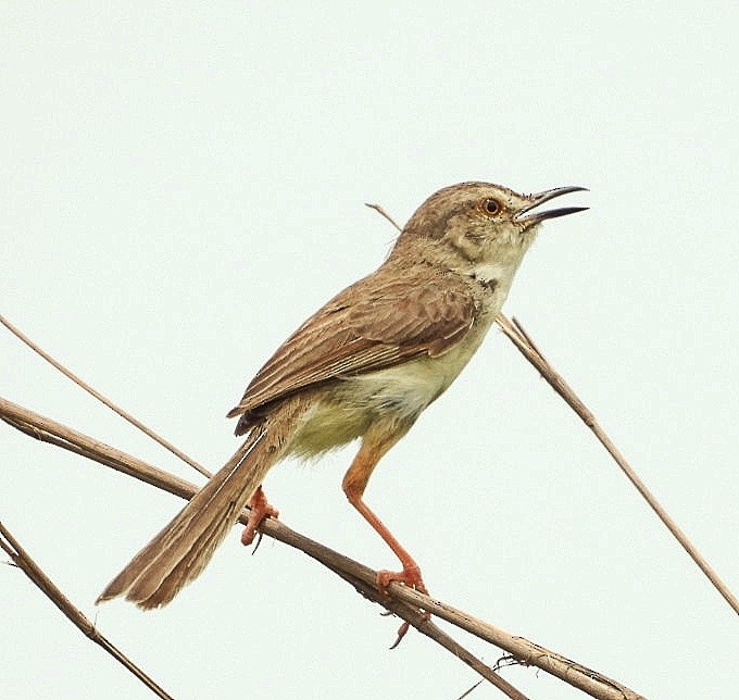 Plain Prinia - ML643089037