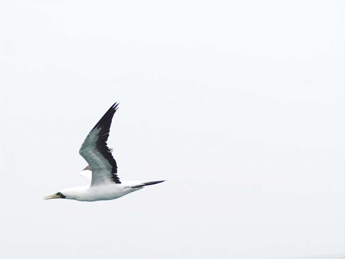 Masked Booby - ML643089040