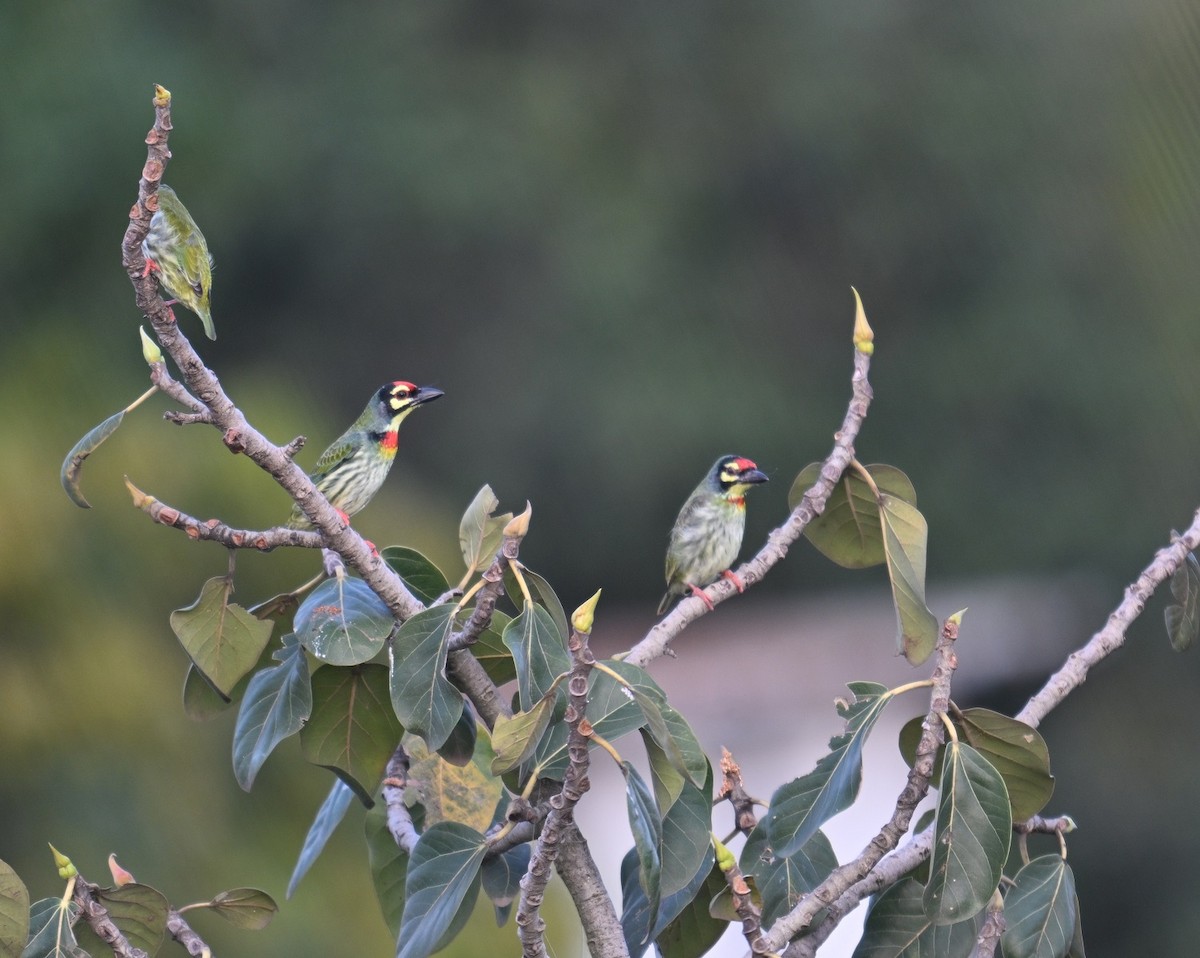 Coppersmith Barbet - ML643089041