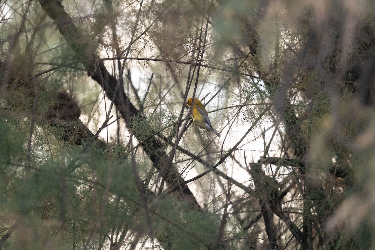 Prothonotary Warbler - ML643089042