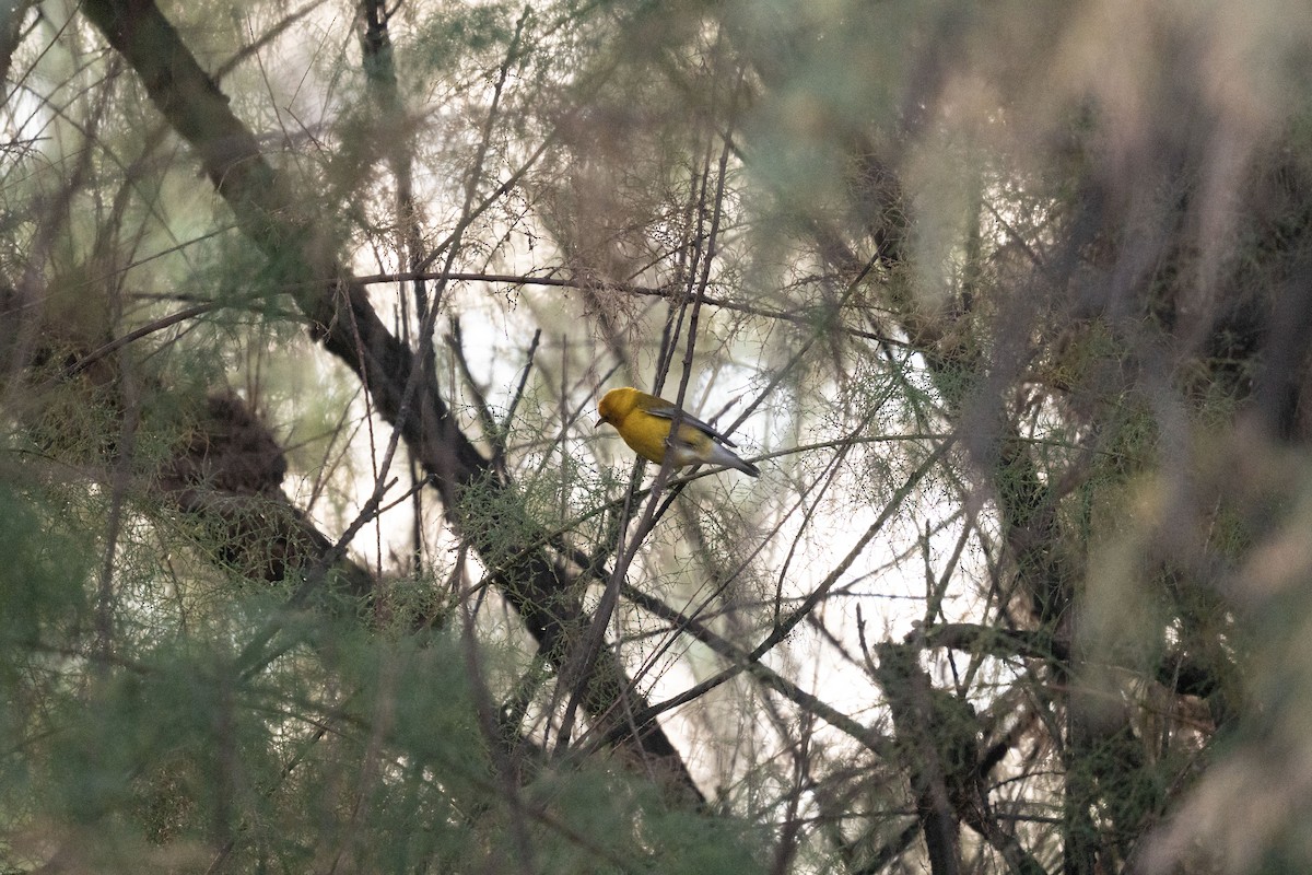 Prothonotary Warbler - ML643089043