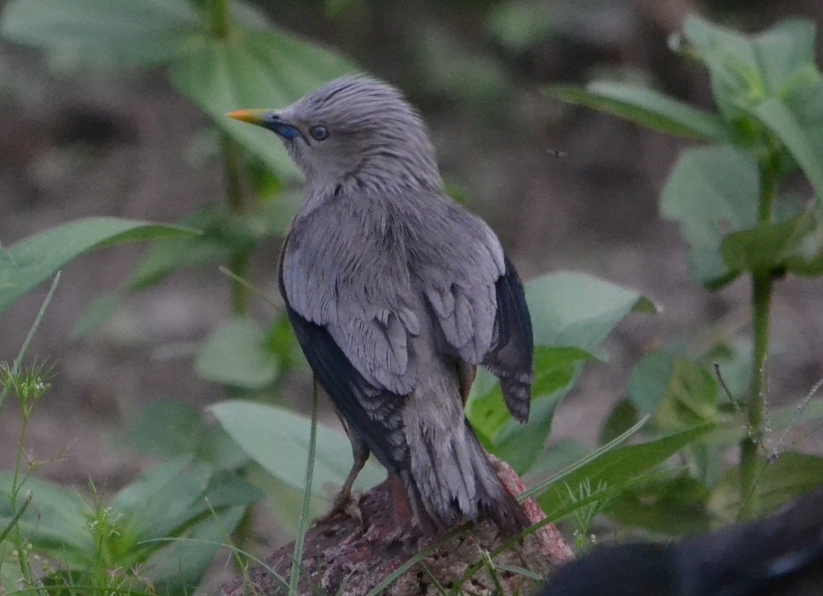 Chestnut-tailed Starling - ML643089045