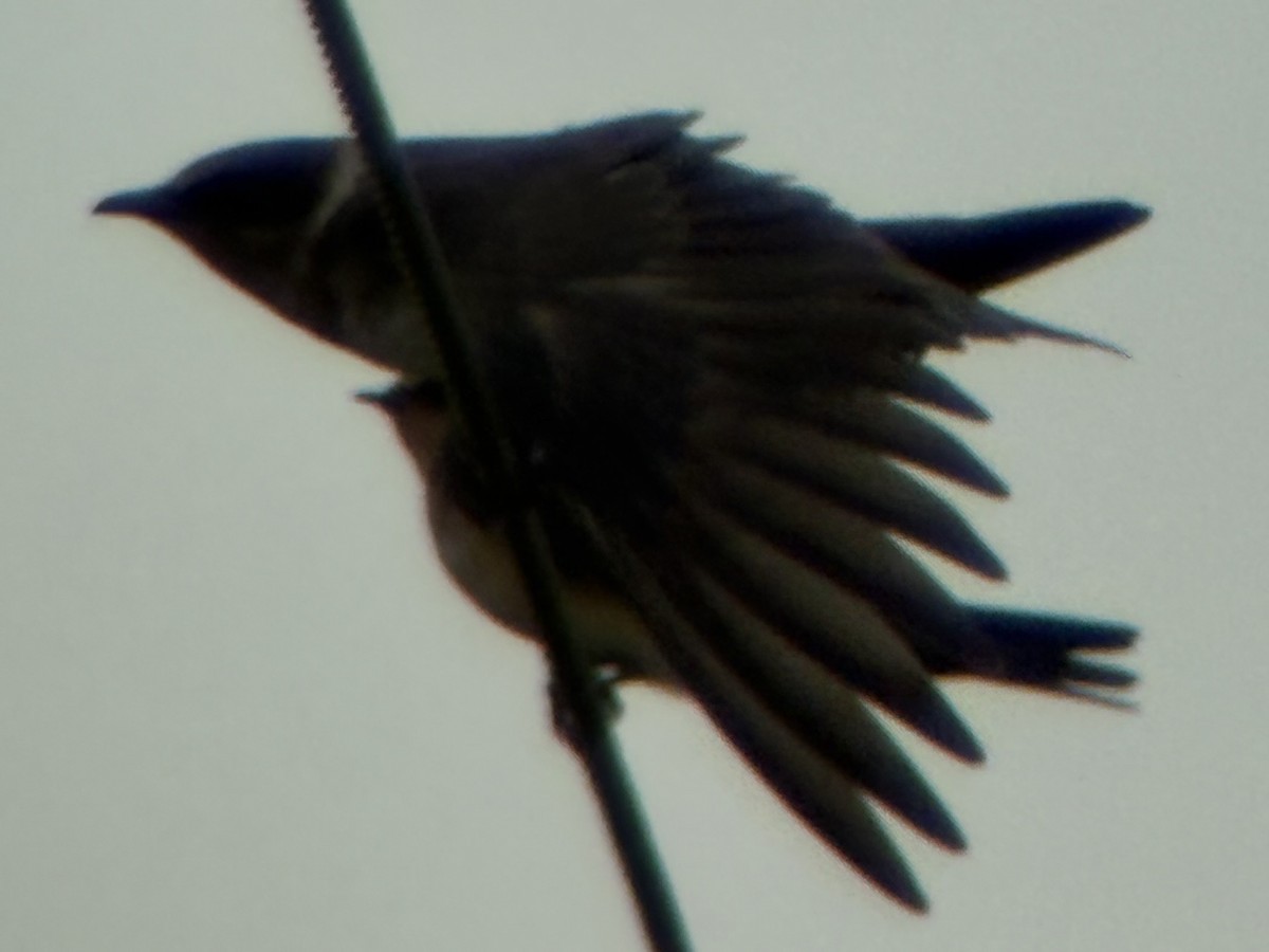 Purple Martin - ML643089061