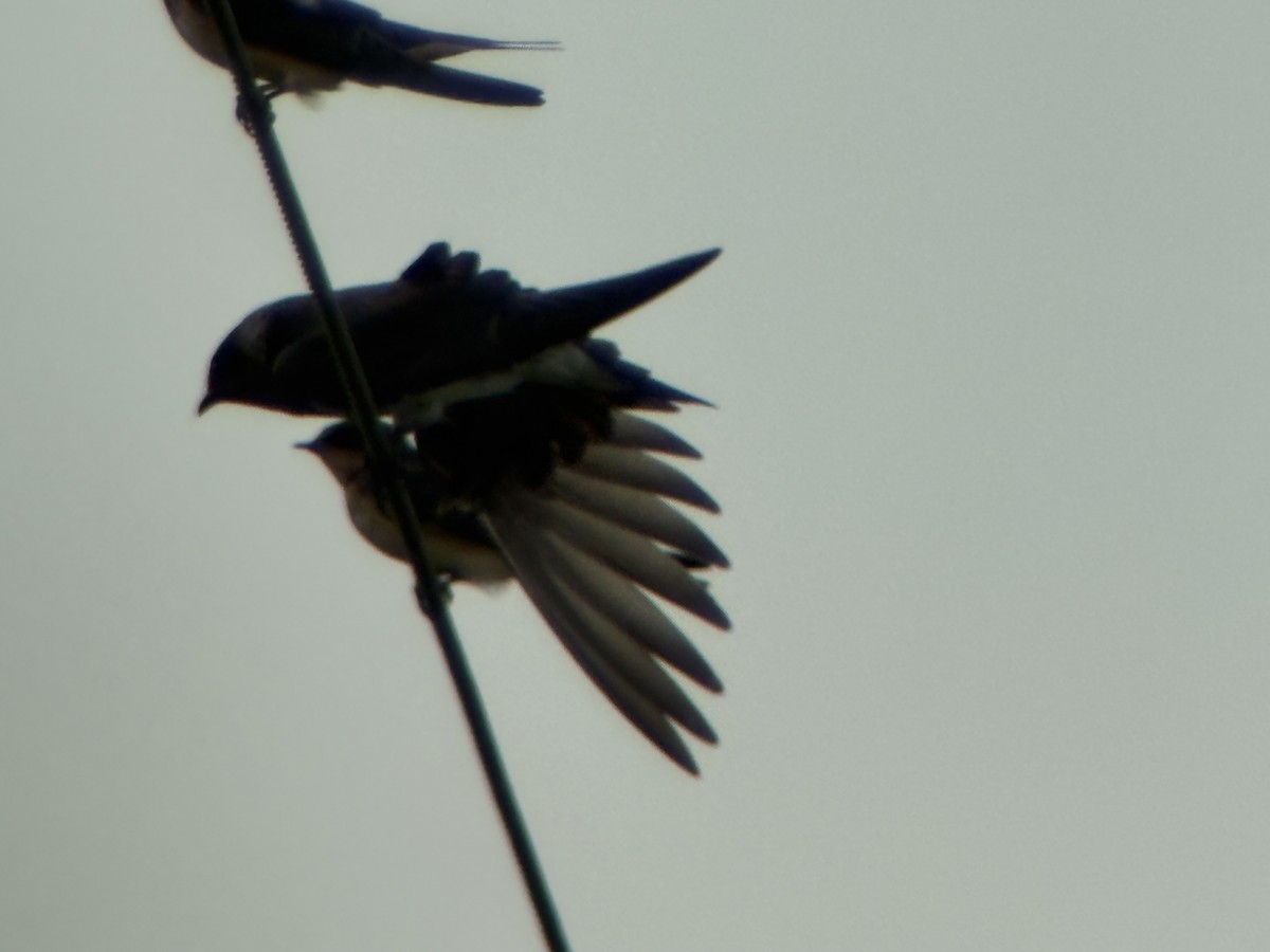 Purple Martin - ML643089062