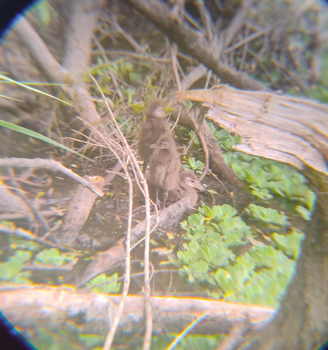 Limpkin - Maggalí Benvenuto