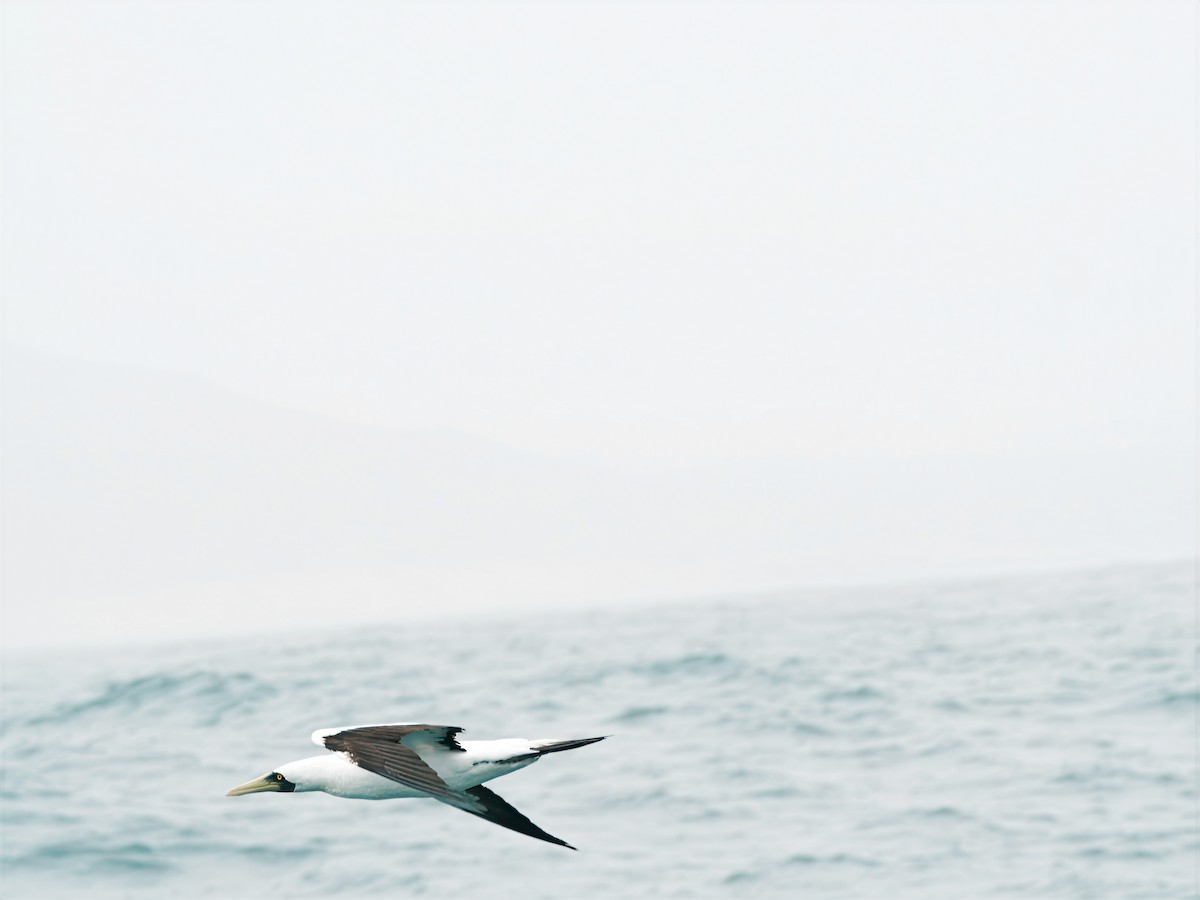 Masked Booby - ML643089066