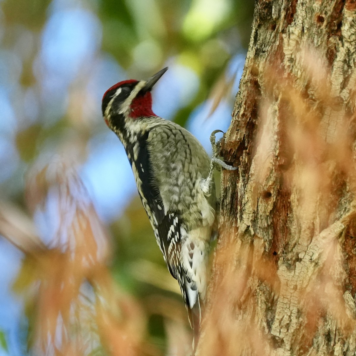 Red-naped Sapsucker - Chris Daniels