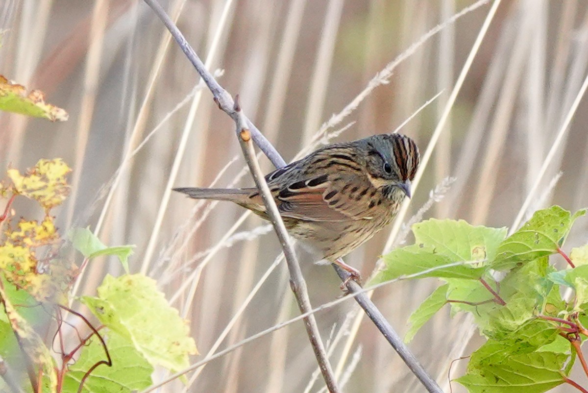 Lincoln's Sparrow - Louise Courtemanche 🦅