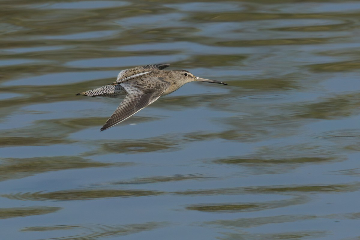 Short-billed Dowitcher - Anonymous