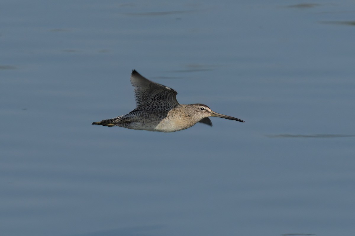 Short-billed Dowitcher - Anonymous