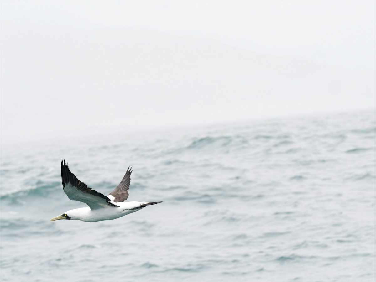 Masked Booby - ML643089105