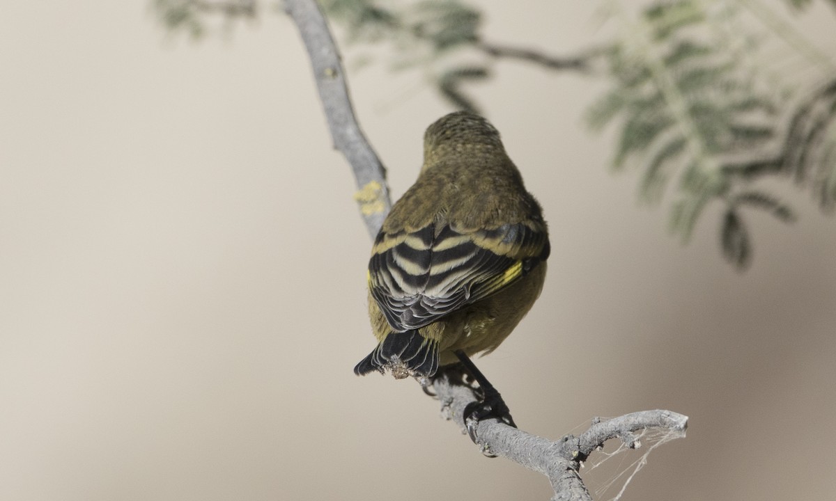 Hooded Siskin - ML64308911