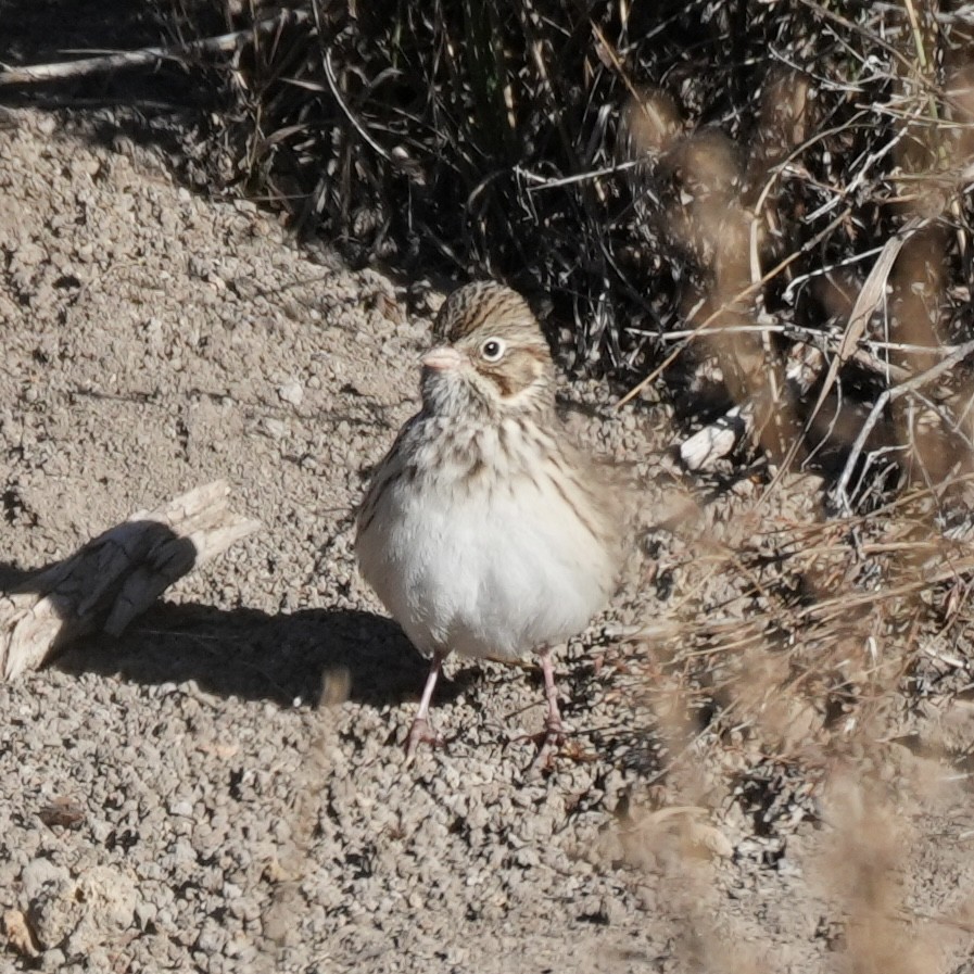 Vesper Sparrow - ML643089127