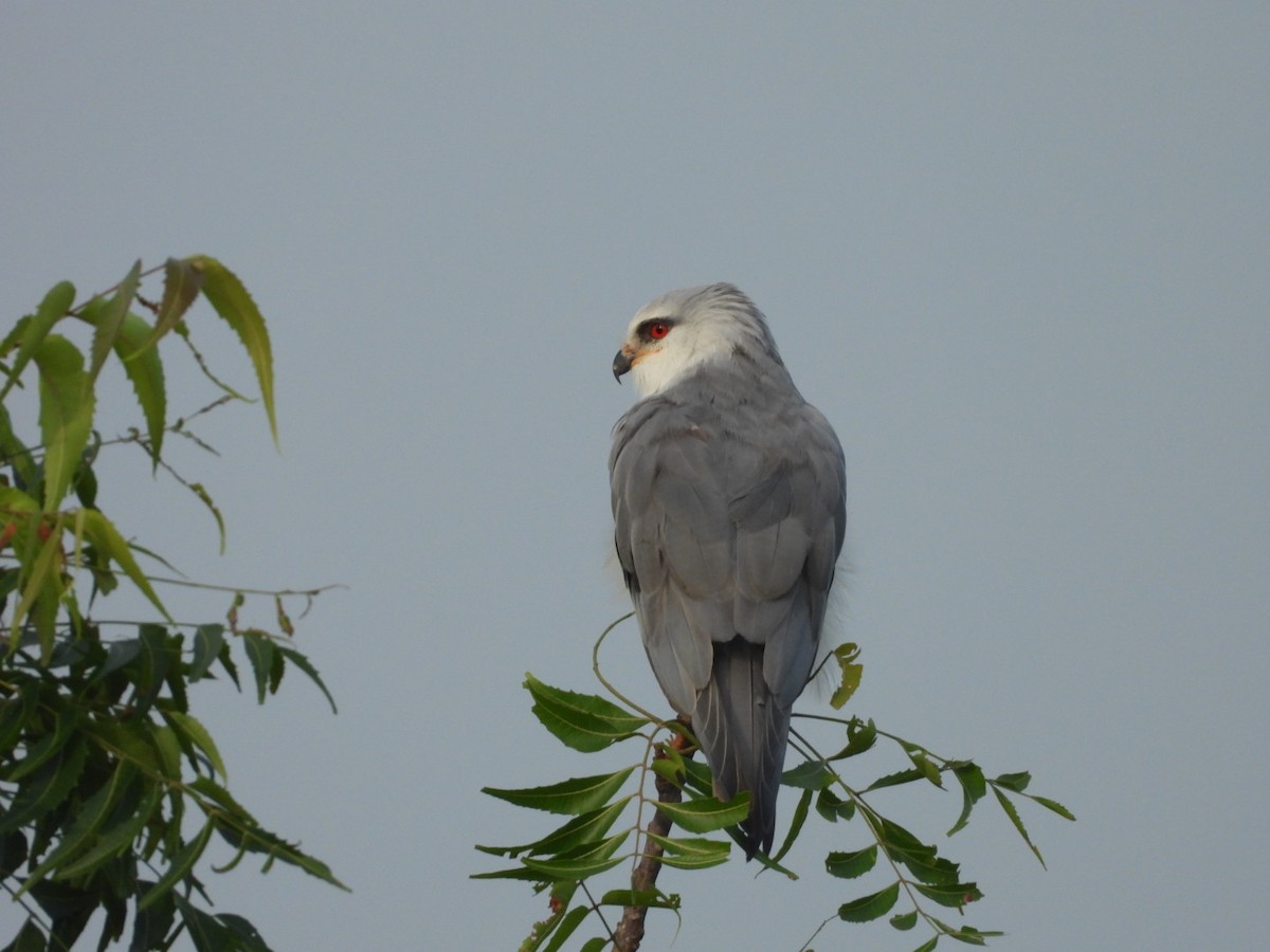 Black-winged Kite - ML643089156