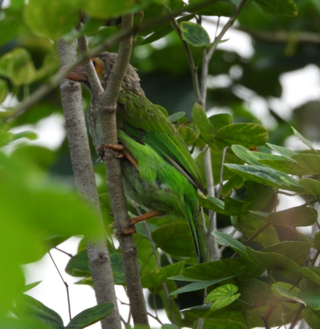 Brown-headed Barbet - ML643089158