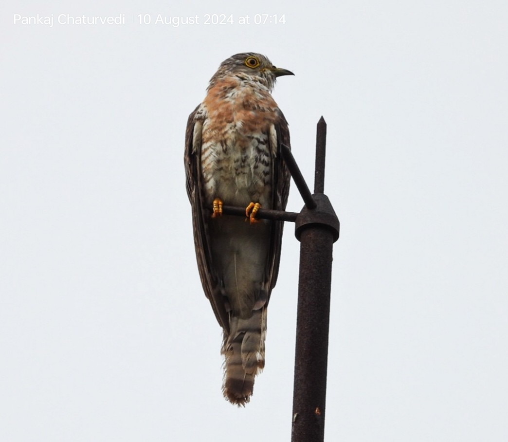 Common Hawk-Cuckoo - ML643089159