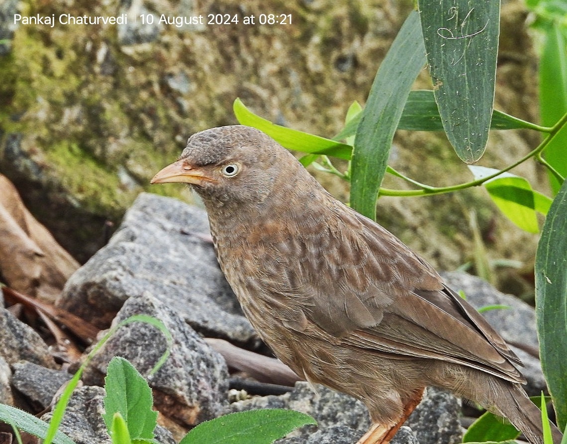 Jungle Babbler - ML643089160