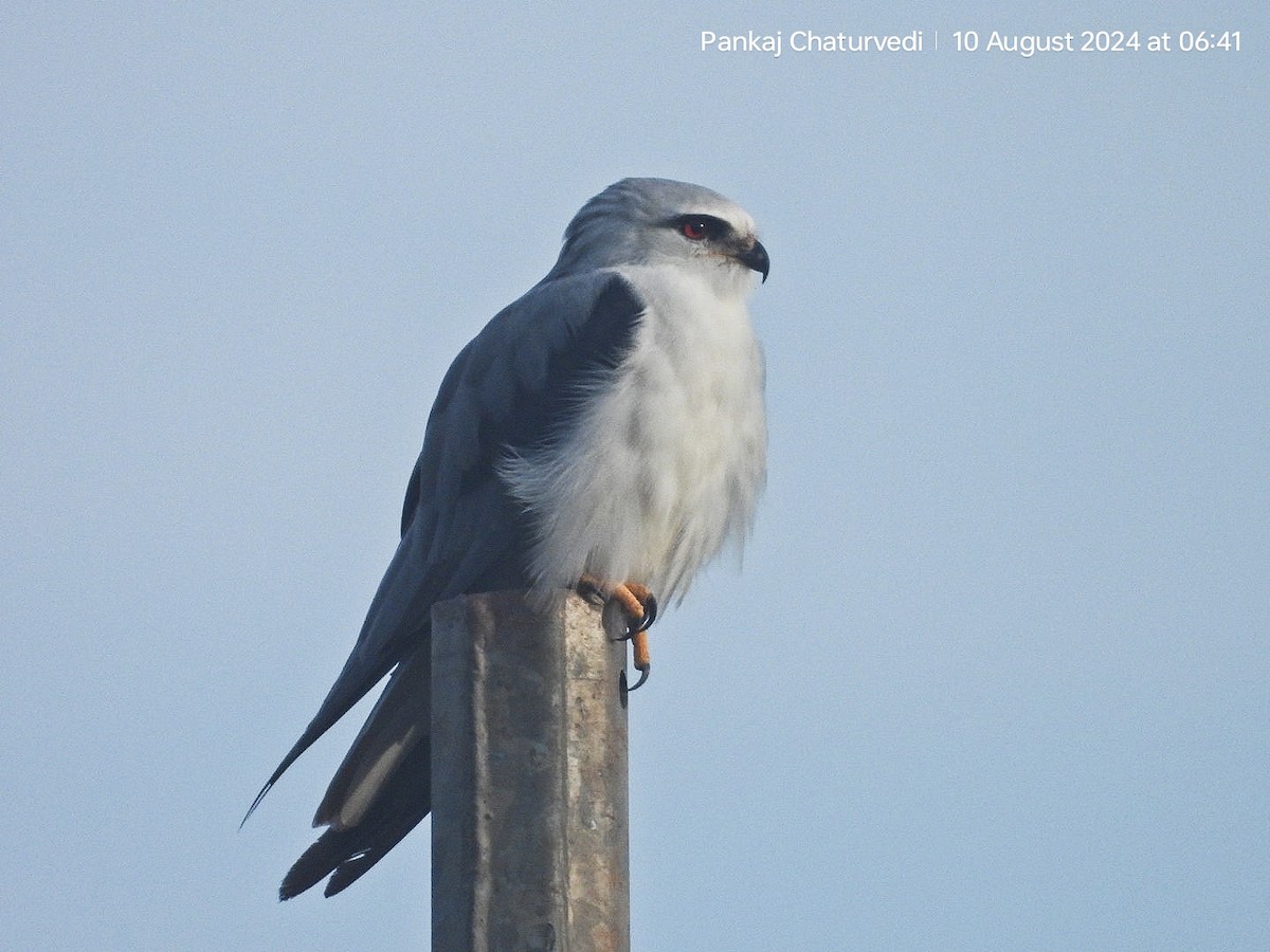 Black-winged Kite - ML643089162