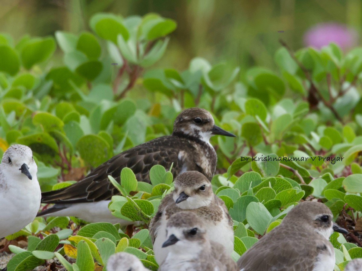 Ruddy Turnstone - ML643089165