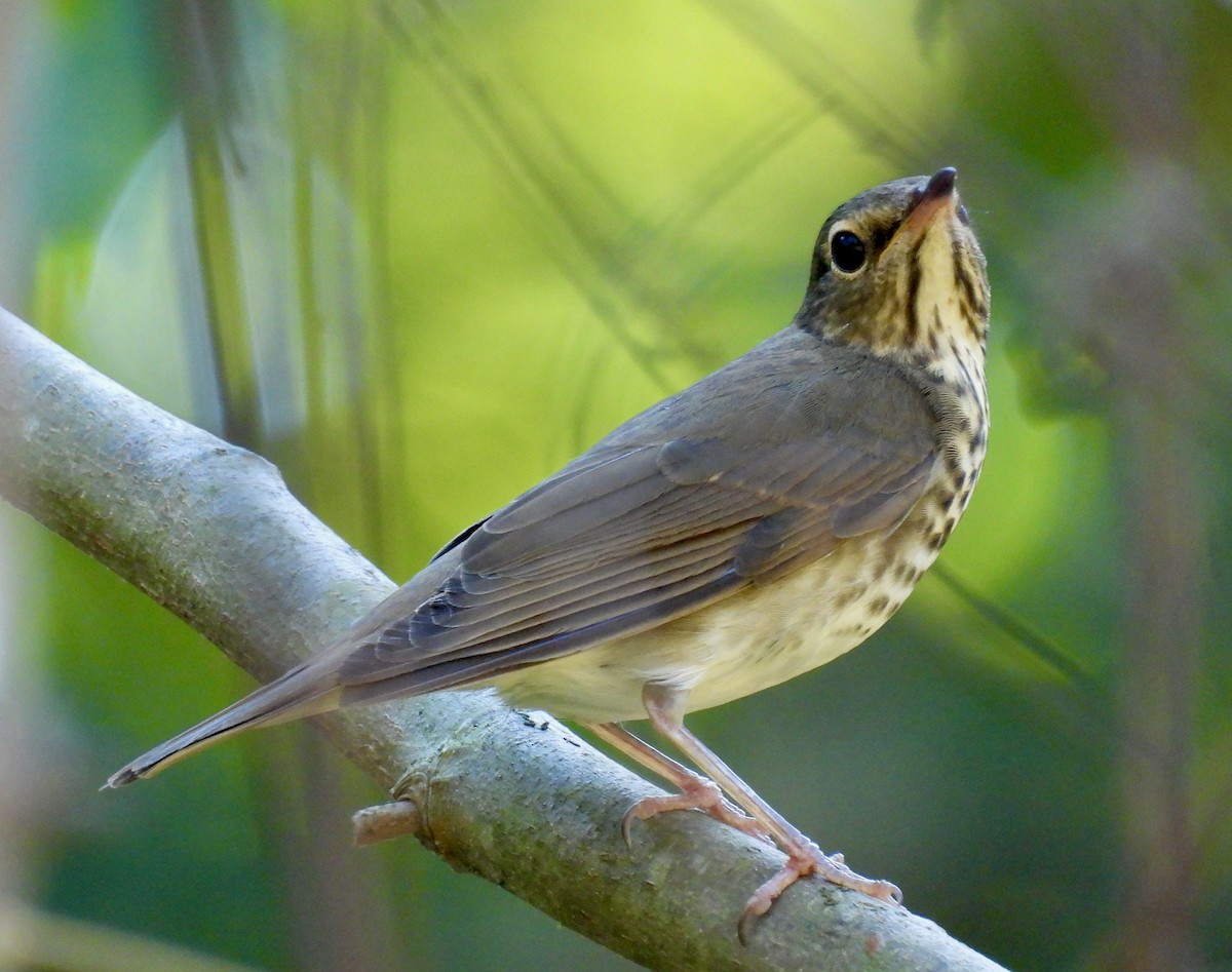 Swainson's Thrush - ML643089197