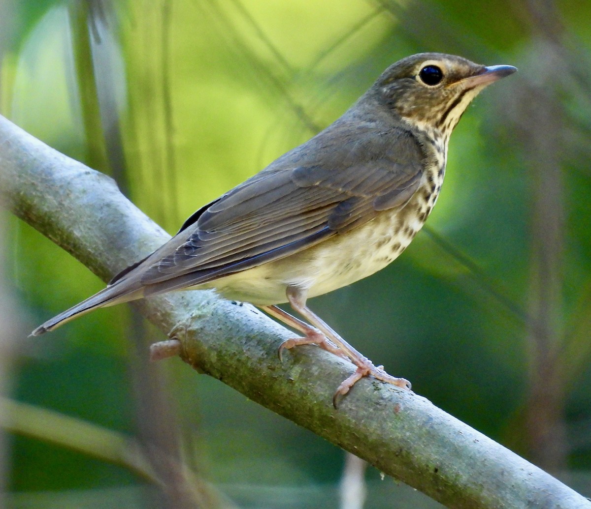 Swainson's Thrush - ML643089198