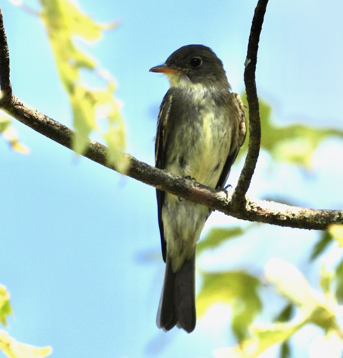 Eastern Wood-Pewee - ML643089202