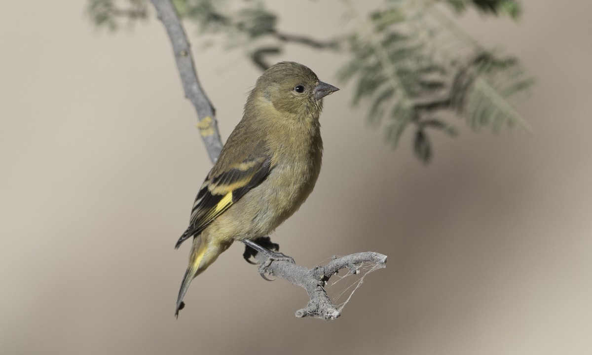 Hooded Siskin - ML64308921