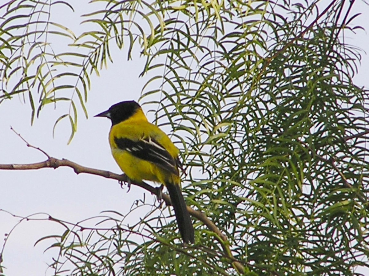 Audubon's Oriole - ML643089219