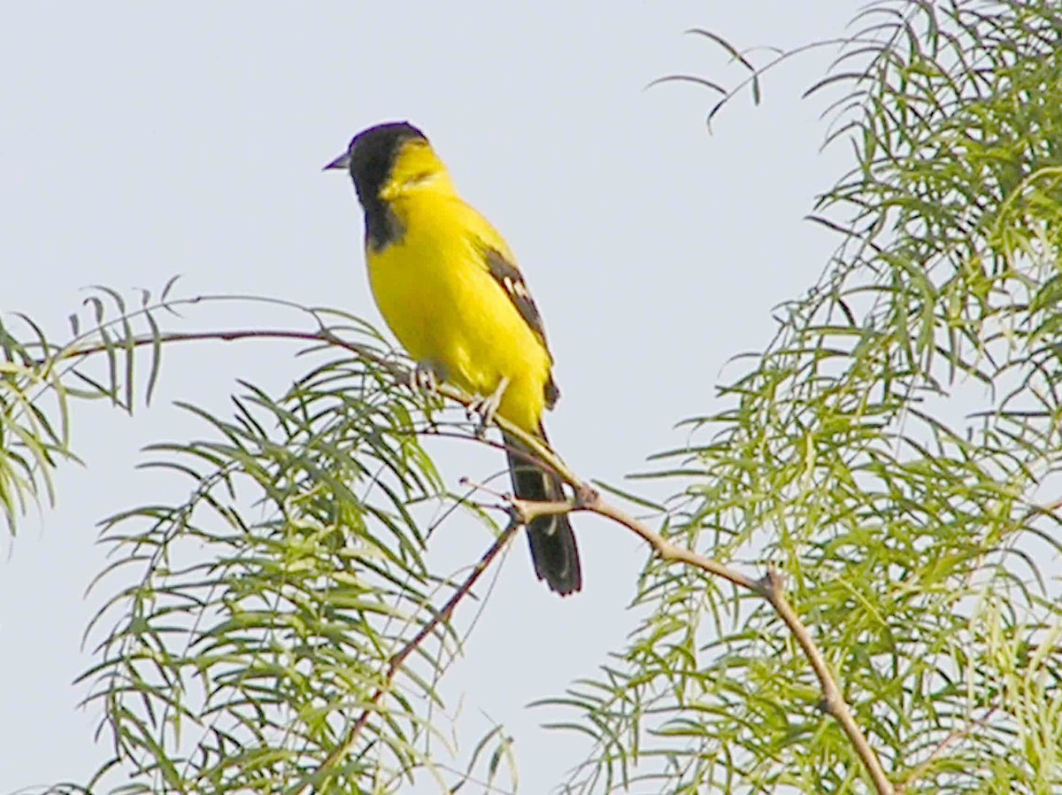 Audubon's Oriole - ML643089226