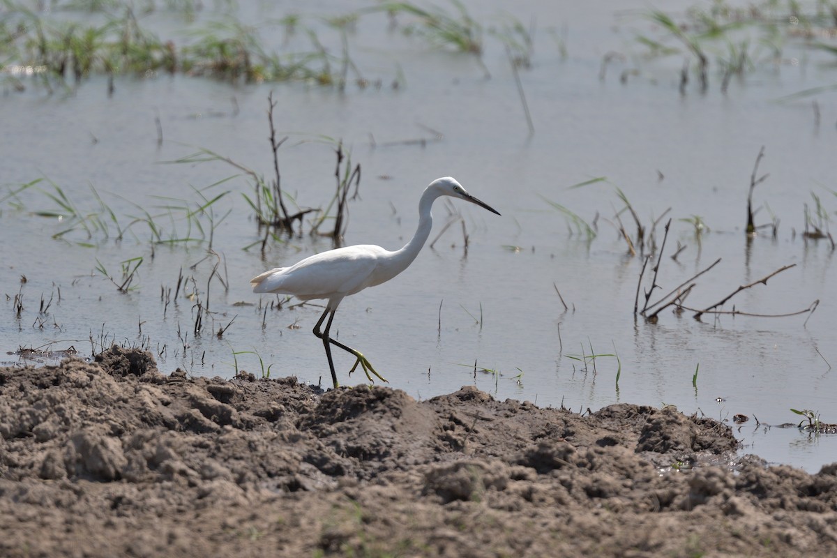 volavka stříbřitá - ML643089231