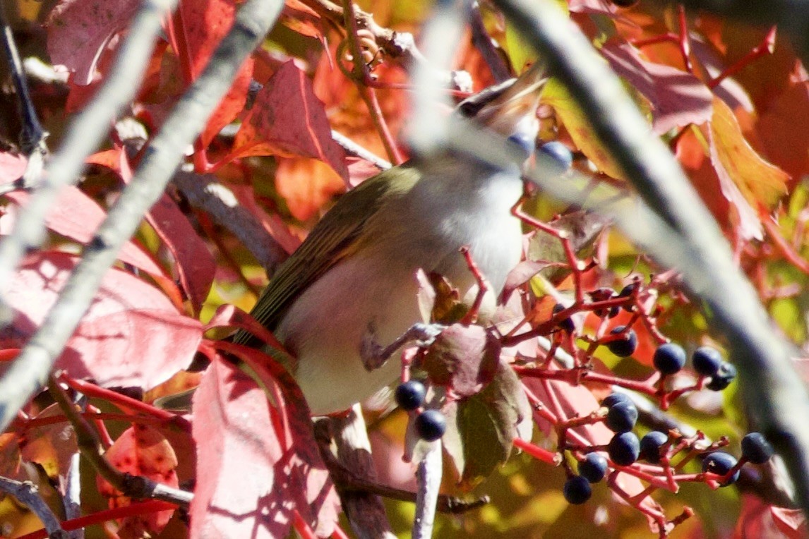 Red-eyed Vireo - ML643089233
