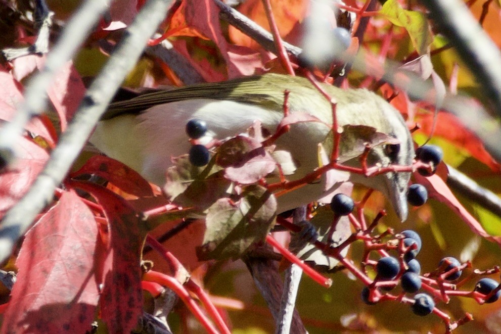 Red-eyed Vireo - ML643089234