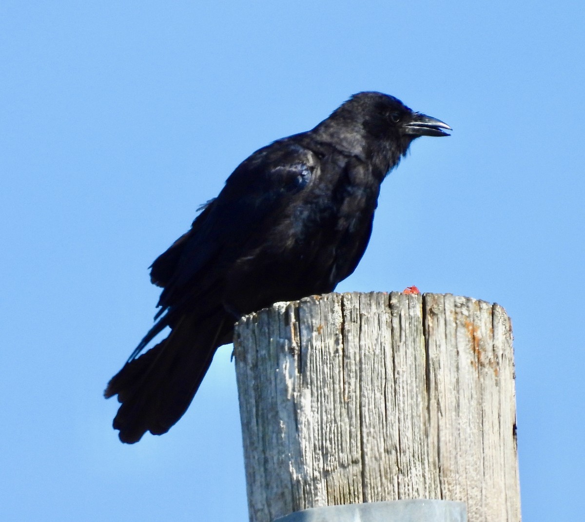 Fish Crow - ML643089235