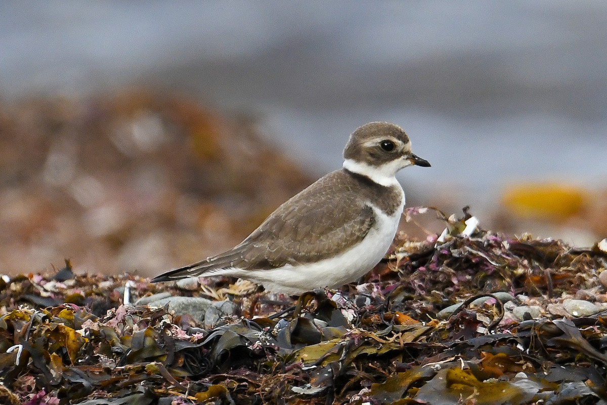 Semipalmated Plover - ML643089252