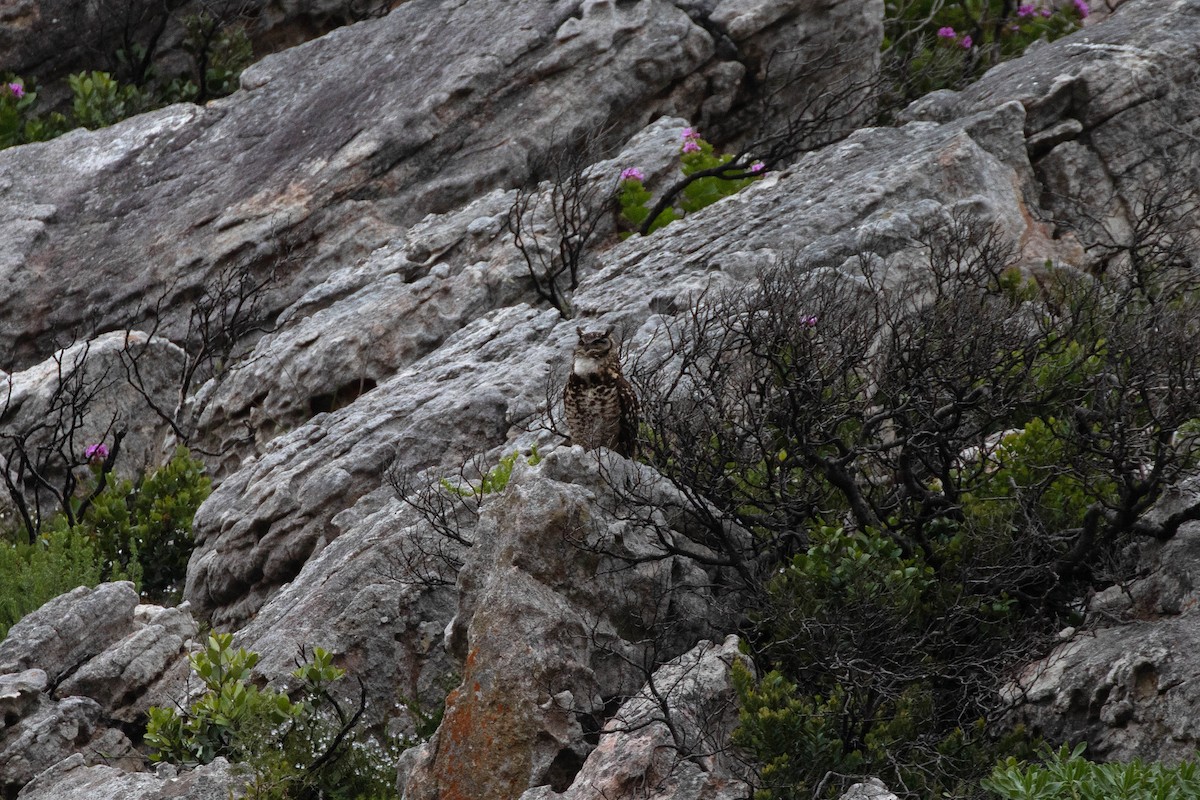 Cape Eagle-Owl - ML643089255
