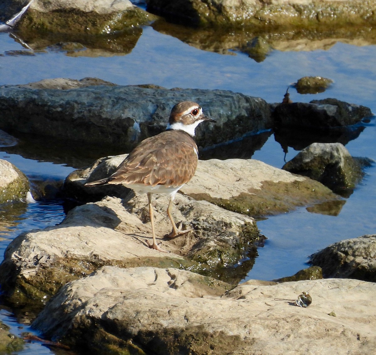 Killdeer - ML643089272