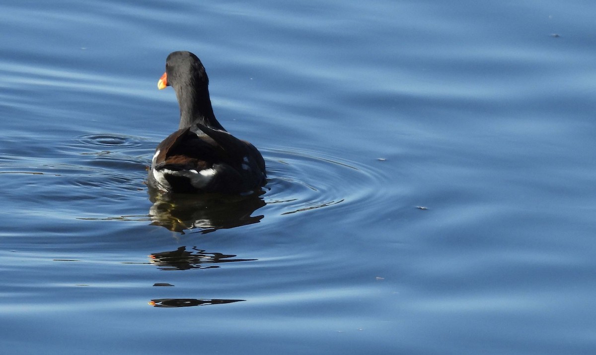 Common Gallinule - ML643089281