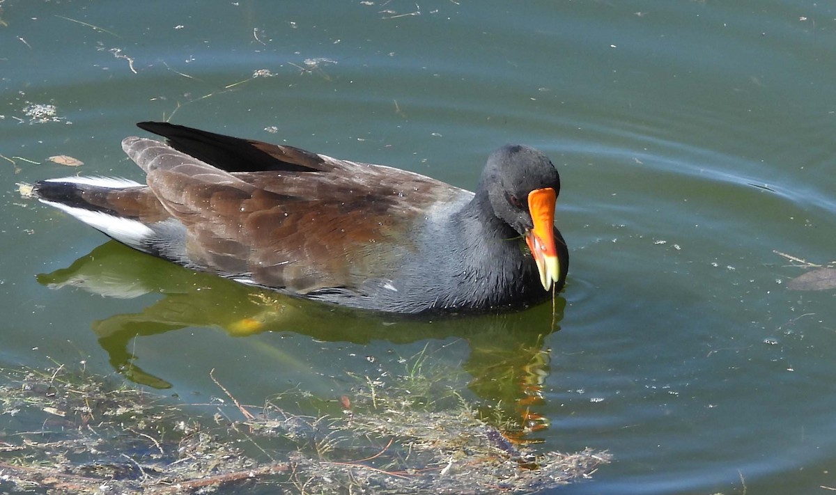 Common Gallinule - ML643089282