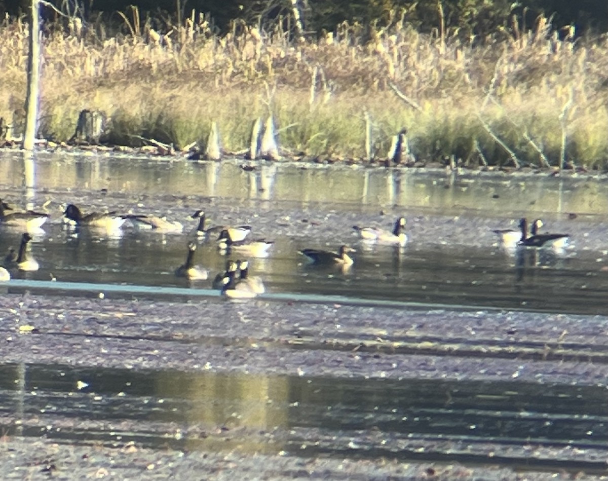 コザクラバシガン - ML643089287